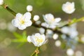 Spring blossoming white spring flowers