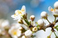 Spring blossoming white spring flowers Royalty Free Stock Photo