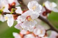 Spring blossoming white spring flowers Royalty Free Stock Photo
