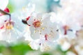 Spring blossoming white spring flowers Royalty Free Stock Photo