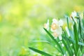 Spring blossoming white and yellow daffodils in garden, springtime blooming narcissus jonquil flowers Royalty Free Stock Photo