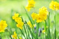Spring blossoming white and yellow daffodils in garden, springtime blooming narcissus jonquil flowers Royalty Free Stock Photo