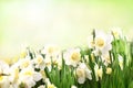 Spring blossoming whitw and yellow daffodils in garden Royalty Free Stock Photo