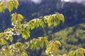 spring blossoming of a wild cherry tree and foliage Royalty Free Stock Photo