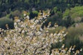 Spring blossoming of a wild cherry tree Royalty Free Stock Photo