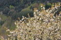 Spring blossoming of a wild cherry tree Royalty Free Stock Photo