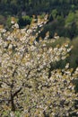 Spring blossoming of a wild cherry tree Royalty Free Stock Photo