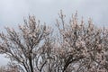 Spring blossoming of a wild cherry tree Royalty Free Stock Photo