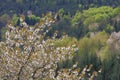 Spring blossoming of a wild cherry tree Royalty Free Stock Photo
