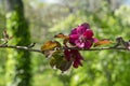 Spring blossoming wild red cherry tree Royalty Free Stock Photo