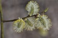 spring blossoming willow branch spring background concept rebirth blossom