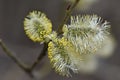 spring blossoming willow branch spring background concept rebirth blossom