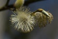 Spring. Blossoming willow. Macro photography