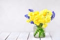 Spring blossoming yellow daffodils and blue hyacinths posy, springtime blooming narcissus flowers