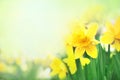 Spring blossoming yellow daffodils in garden, springtime blooming narcissus flowers Royalty Free Stock Photo