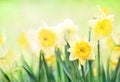 Spring blossoming yellow daffodils in garden, springtime blooming narcissus flowers