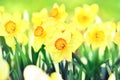 Spring blossoming yellow daffodils in garden, springtime blooming narcissus flowers Royalty Free Stock Photo
