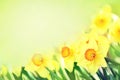 Spring blossoming yellow daffodils in garden, springtime blooming narcissus jonquil flowers Royalty Free Stock Photo