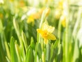 Spring blossoming yellow daffodils narcissi flowers Royalty Free Stock Photo