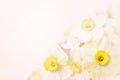 Spring blossoming yellow daffodils, springtime blooming narcissus flowers on pink pastel background Royalty Free Stock Photo