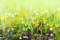 Spring blossoming yellow gagea flowers in green shiny meadow background