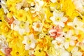 Spring blossoming yellow, white and apricot color daffodils, springtime blooming narcissus flowers Royalty Free Stock Photo