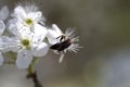 Spring Blossoming Yoshino Cherry Flowers With Insect