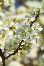 Spring Blossoming Yoshino Cherry Flowers