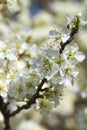 Spring Blossoming Yoshino Cherry Flowers