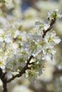 Spring Blossoming Yoshino Cherry Flowers