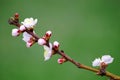 Spring Blossoms