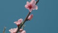 Spring Blossoms. Almond Flower On A Tree Branch In Full Bloom In Early Spring. Almond Tree. Royalty Free Stock Photo