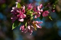 Apple blossoms, toned photo