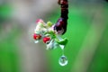 Spring blossoms apple flowers and waterdop Royalty Free Stock Photo