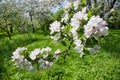 Spring blossoms apple tree