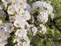 Spring blossoms Apple tree flowers in the garden Royalty Free Stock Photo