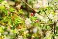 Spring blossoms, apple tree flowers in the garden Royalty Free Stock Photo