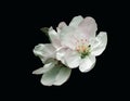 Spring blossoms. apple tree flowers isolated on black Royalty Free Stock Photo