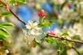 Spring blossoms, apple tree flowers in the garden