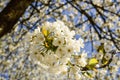 Spring blossoms apple tree in sunny day Royalty Free Stock Photo