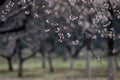 Spring Blossoms Royalty Free Stock Photo