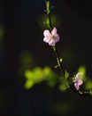 Spring Blossoms Royalty Free Stock Photo