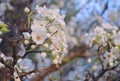 Spring blossoms in bloom Royalty Free Stock Photo