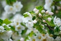 Spring blossoms of blooming apple tree in springtime Royalty Free Stock Photo