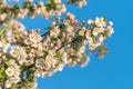 Spring blossoms of blooming apple tree in springtime