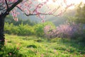 Spring Blossoms and Daisies Adorning a Scenic Meadow at Sunset Royalty Free Stock Photo