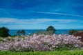 Spring Blossoms Mendocino Coast
