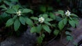 Spring blossoms of pachysandra garden ground