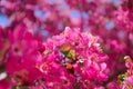 Spring blossoms in pink with blue sky Royalty Free Stock Photo