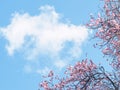 Spring blossoms and sky Royalty Free Stock Photo